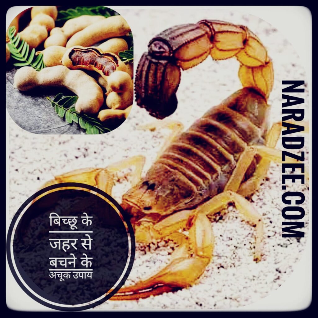 SCORPION BITE DESHI TREATMENT