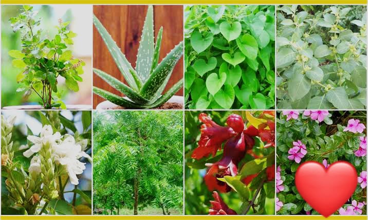 Nine herbs and nine Durga