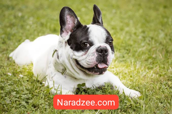 Bulldog 