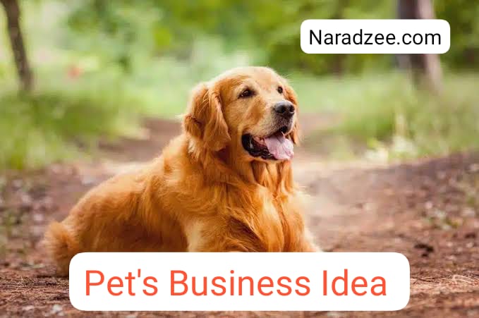 Golden Retriever pets 