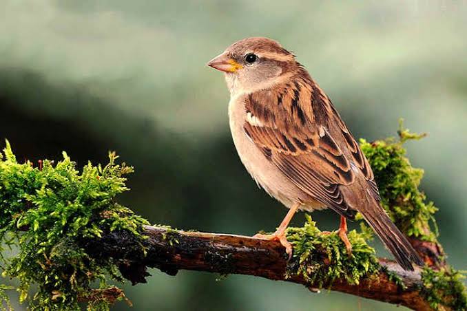 Lark Bird