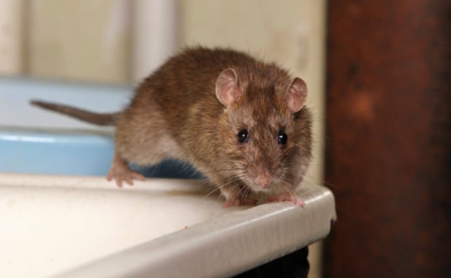 rats