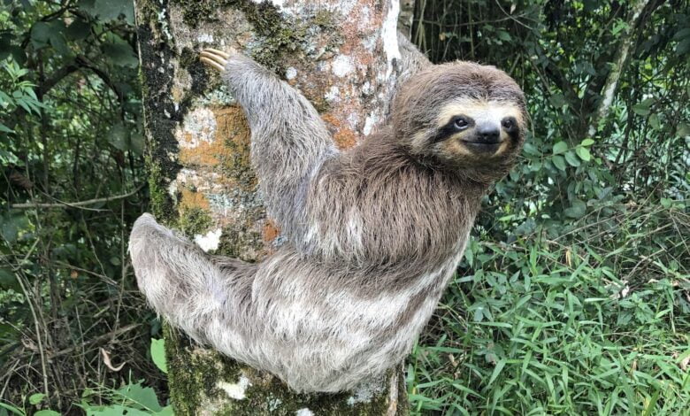 sloth