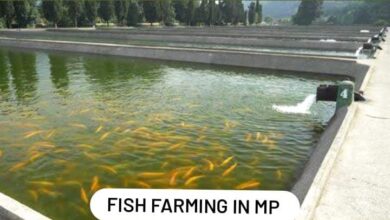 Fish Farming