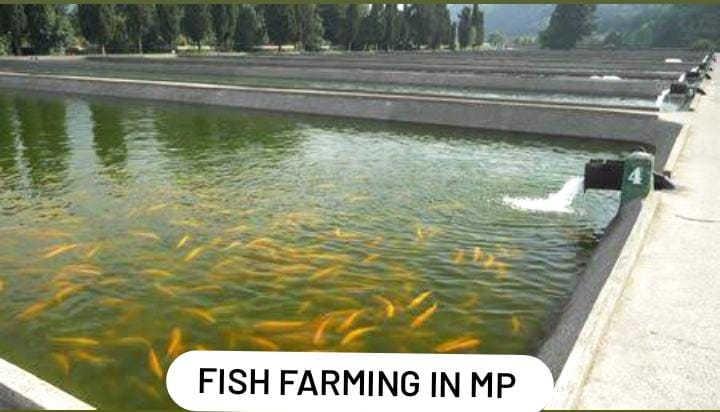 Fish Farming