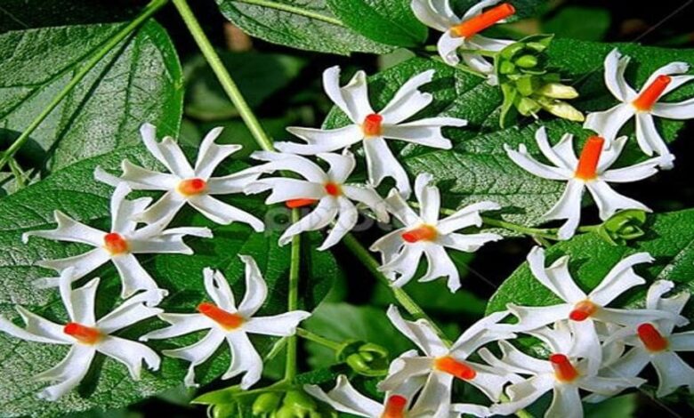 Harsingar Flowers
