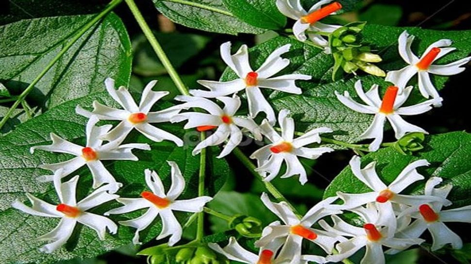 Harsingar Flowers