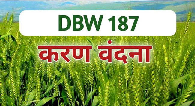 Karan Vandana: मप्र में सर्वाधिक पैदावार वाली गेहूं की नई विकसित किस्म-करण वंदना (DBW 187), बढ़ रही है डिमांड
