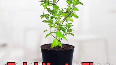 Tulsi Vastu Tips