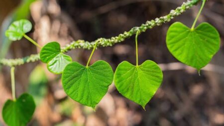 HEALTH BENEFITS OF GILOY