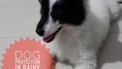 Dog Protection In Rainy Season