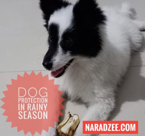 Dog Protection In Rainy Season