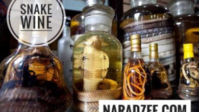 Snake Wine China