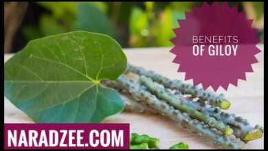 Benefits of Giloy