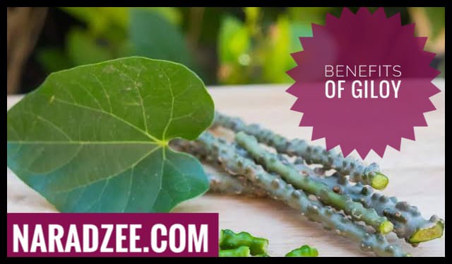 Benefits of Giloy