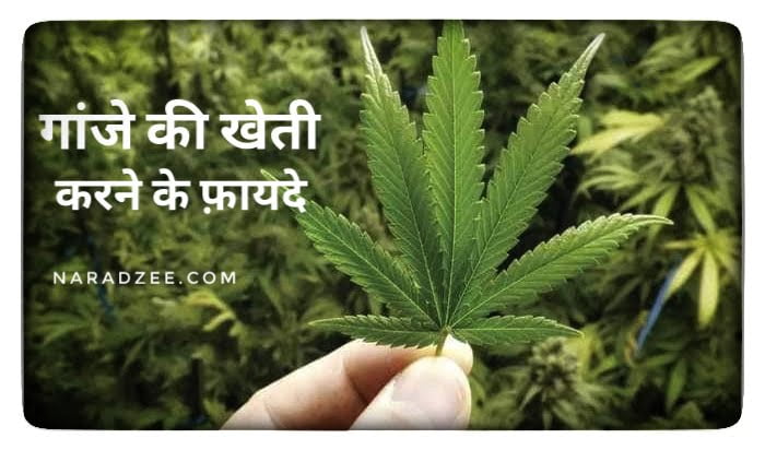 GANJE KA CHAMTKAR